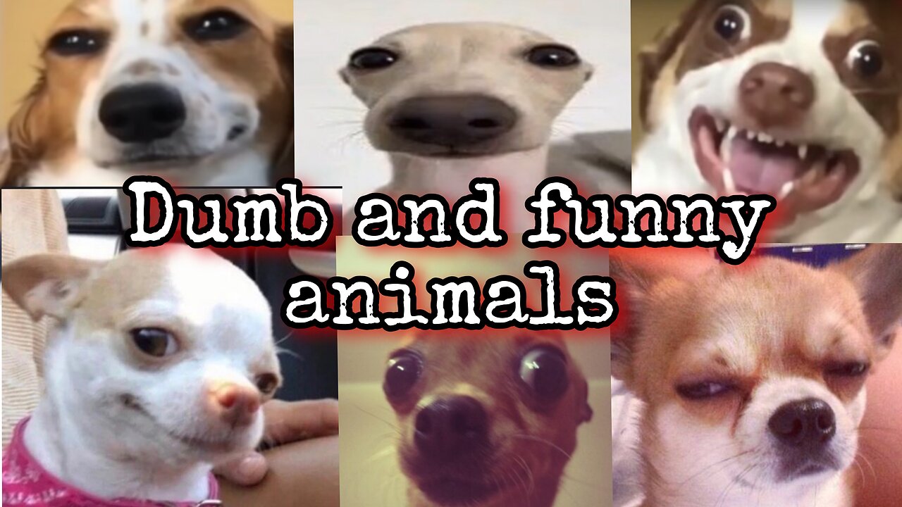 Dumb and funny animals 🤣|| part 2