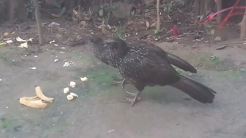 Jacu em busca de comida Jacuaçu , jacuguaçu, guans