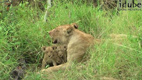 New Lion Cubs In The Wild