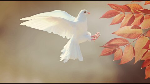 Lovebirds are very beautiful