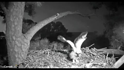 Practicing For Fledging Soon 🦉 3/27/22 06:47