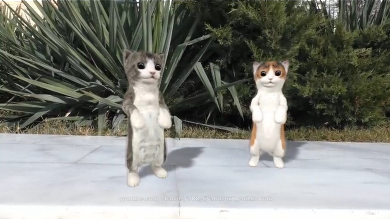 Dancing Cat