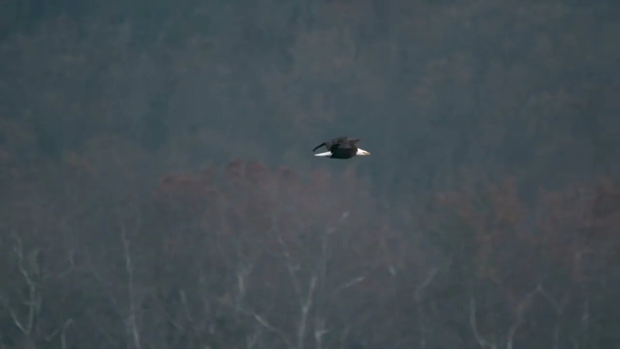 Super Slow Motion Bald Eagle Flying