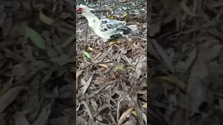 Muscovy Drake, Danny, one of my older birds 2nd March 2022