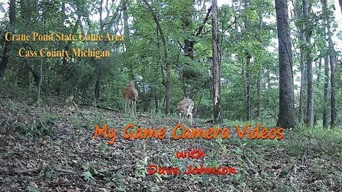 Spend a minute with a Doe and a Fawn