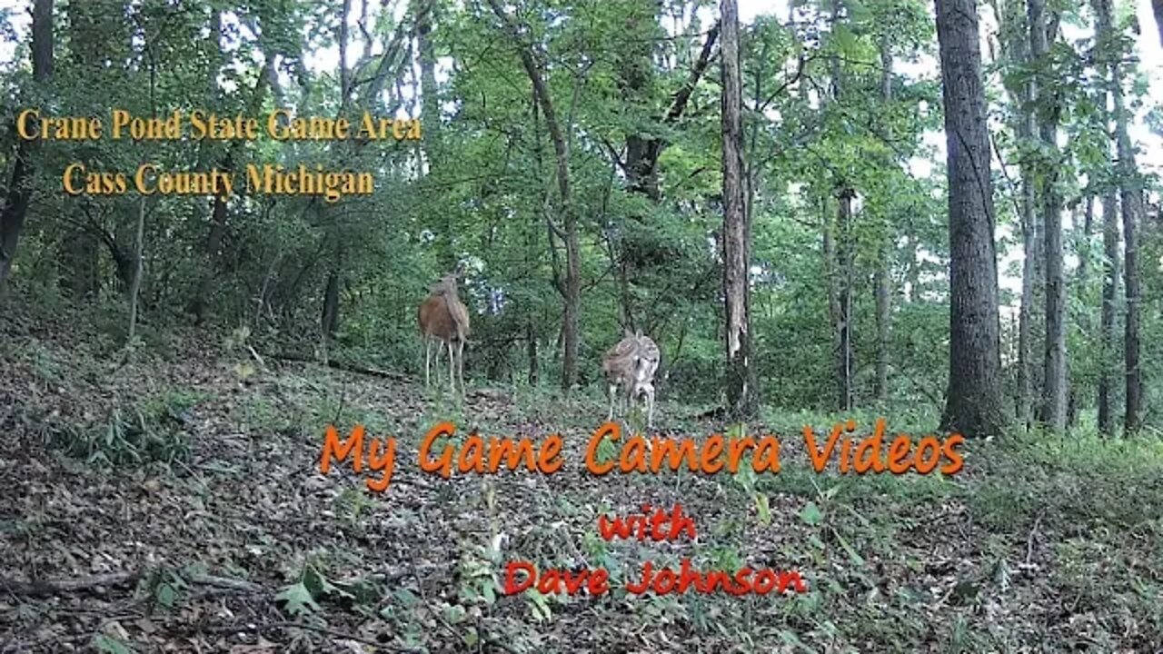 Spend a minute with a Doe and a Fawn