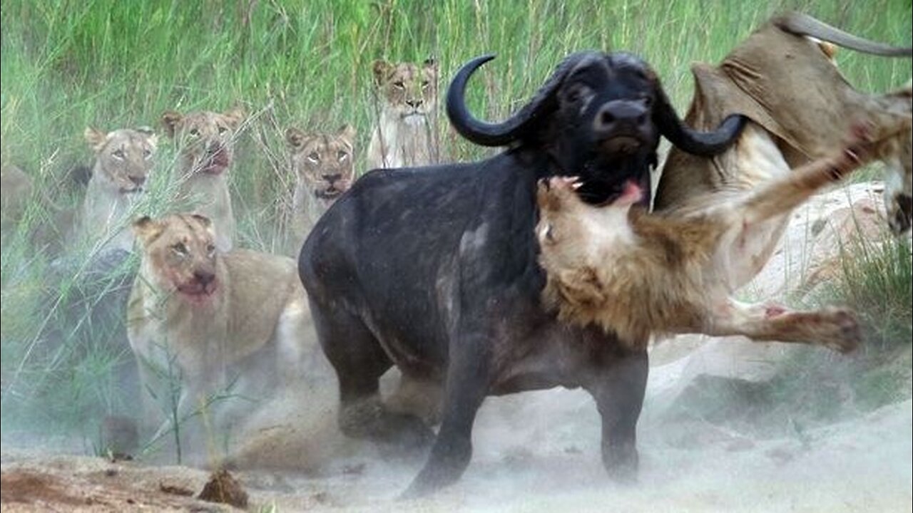 Lion vs Buffalo Battle is not never _ Buffalo Too Angry Destroy The Strongest Lion in African