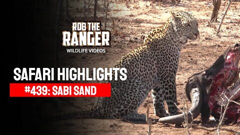 Safari Highlights #439: 14 - 19 October 2016 | Sabi Sand Wildtuin | Latest Wildlife Sightings