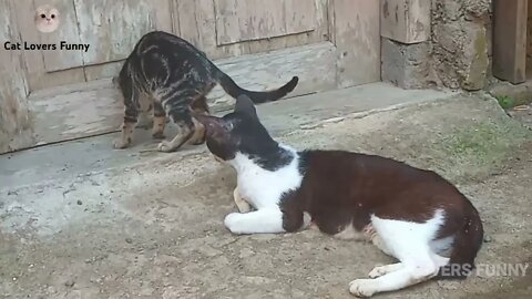 mother cat brings a lizard for her child