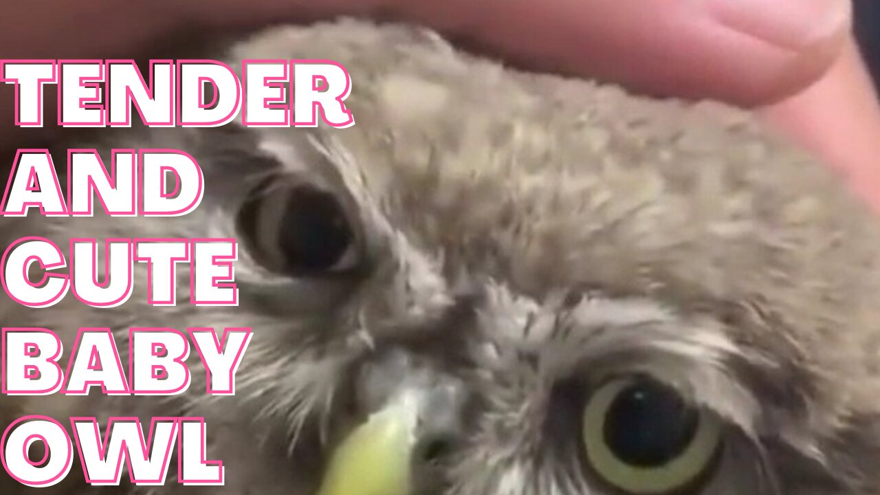 🦉Tender, Cute and💓 Charming 🦉Baby Owl Loves🦉 To Be Given 💓Tenderness