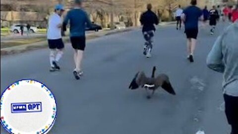 Speedy goose joins half-marathon race alongside runners in Kansas City |