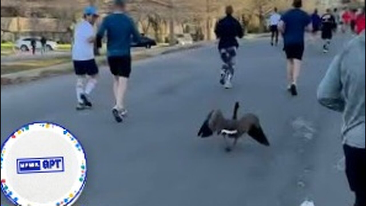Speedy goose joins half-marathon race alongside runners in Kansas City |