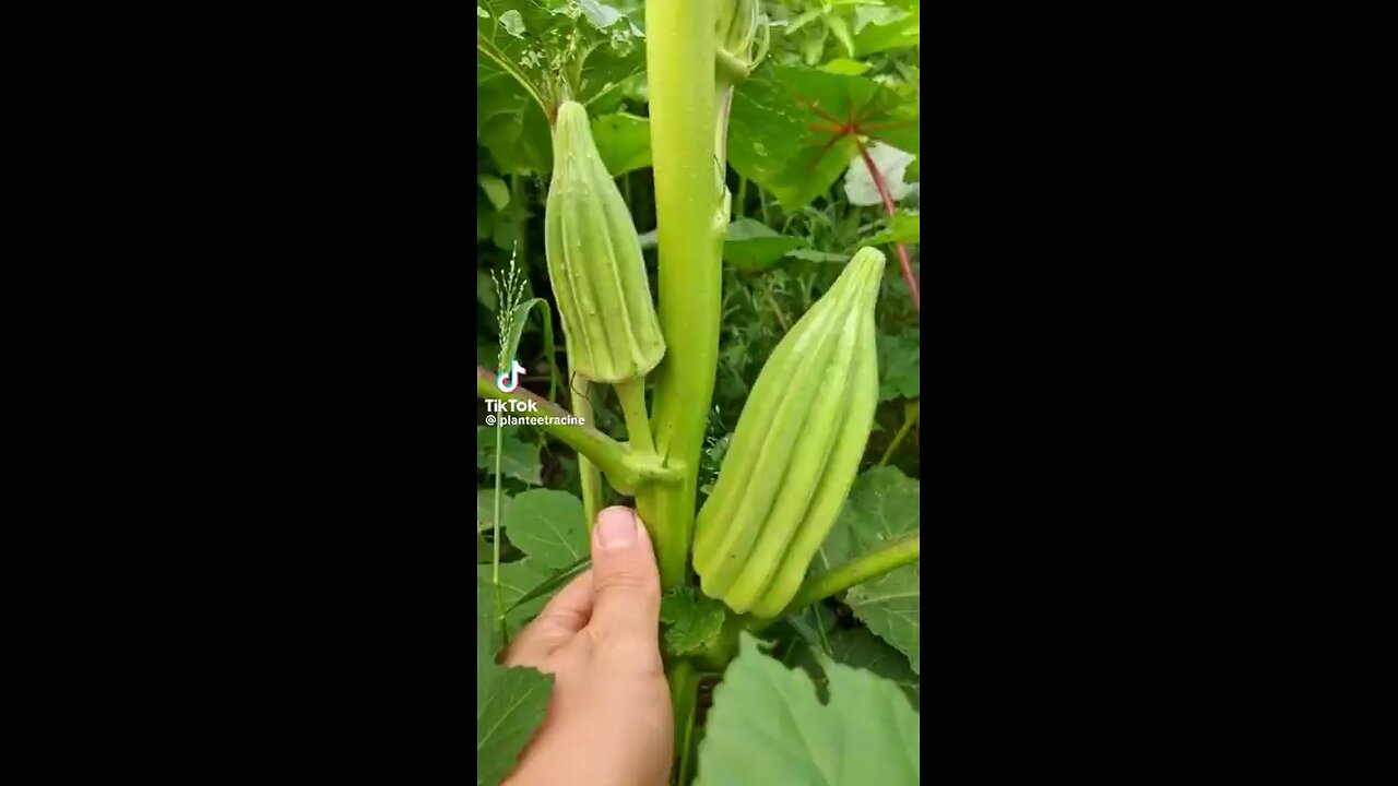 Info