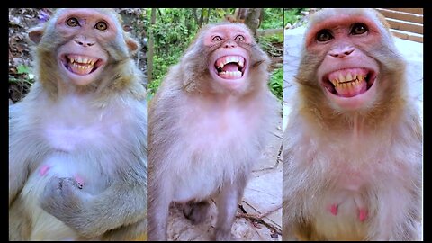 Monkey laugh funny videos