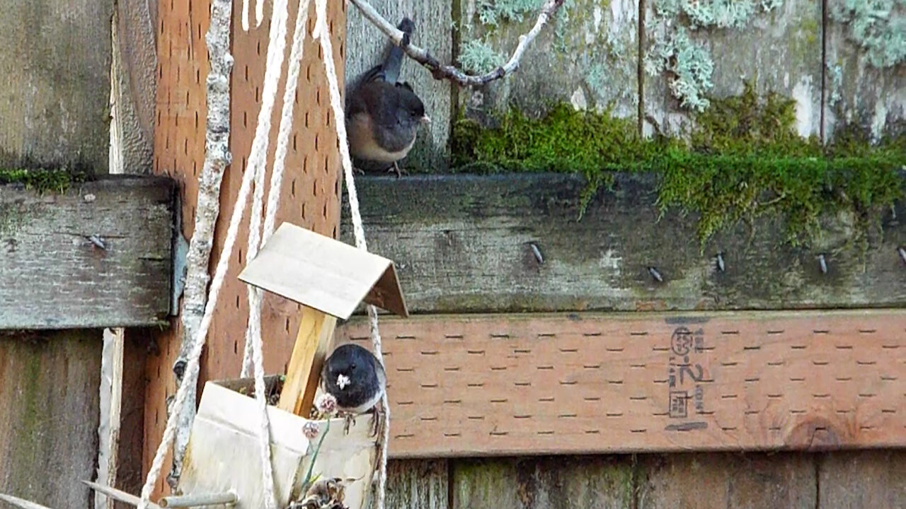 Dark-eyed Junco