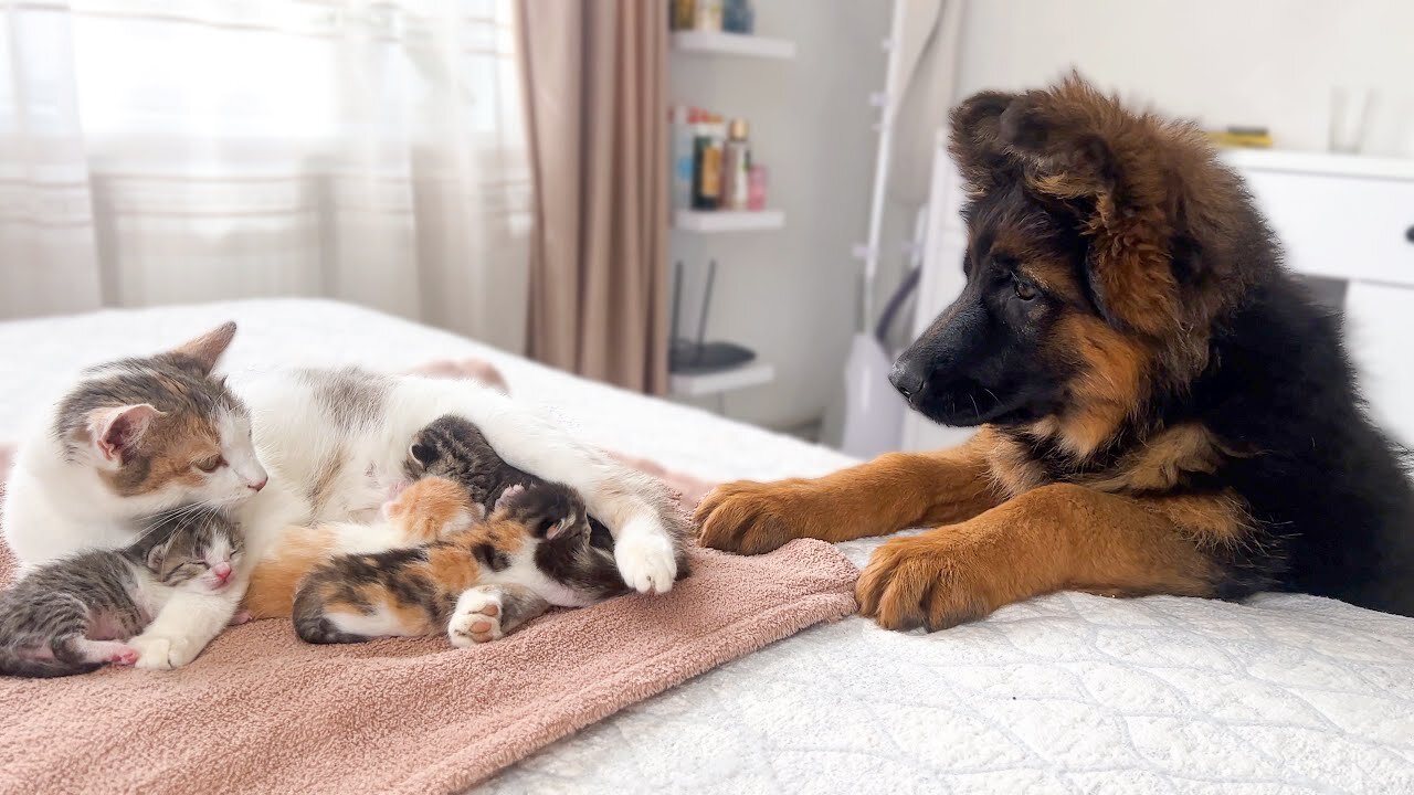 Heartwarming Encounter: German Shepherd Meets Adorable Kittens and their Mom."