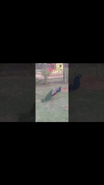 no parque barueri 9 os pavão #shorts #mãenatureza