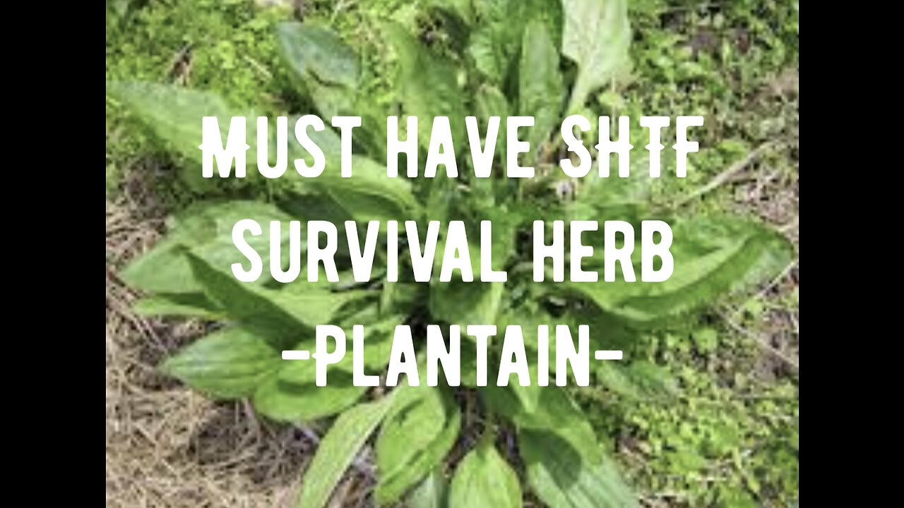 Must have SHTF survival herb....Plantain!