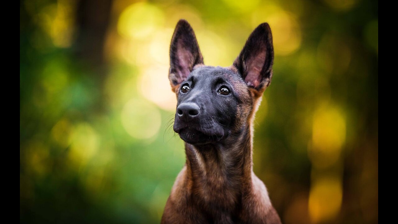 📹 Бельгийская овчарка МАЛИНУА. Плюсы и минусы породы Belgian Shepherd Malinois