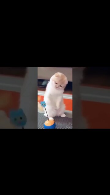 Os cachorros e gatos mais fofos do Mundo! Os Maiores Animais do Mundo #shorts