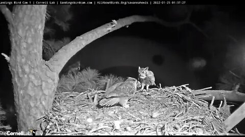 Dad Brings Mom Prey to The Nest 🦉 1/25/22 1:37
