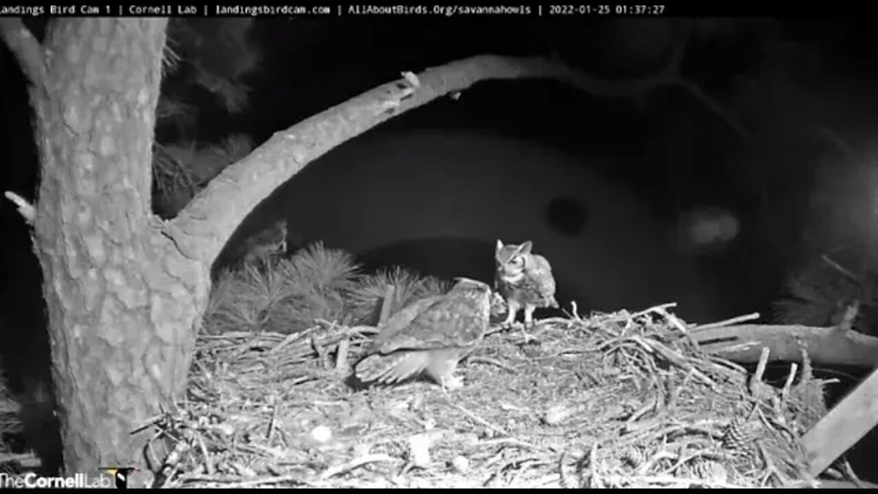 Dad Brings Mom Prey to The Nest 🦉 1/25/22 1:37