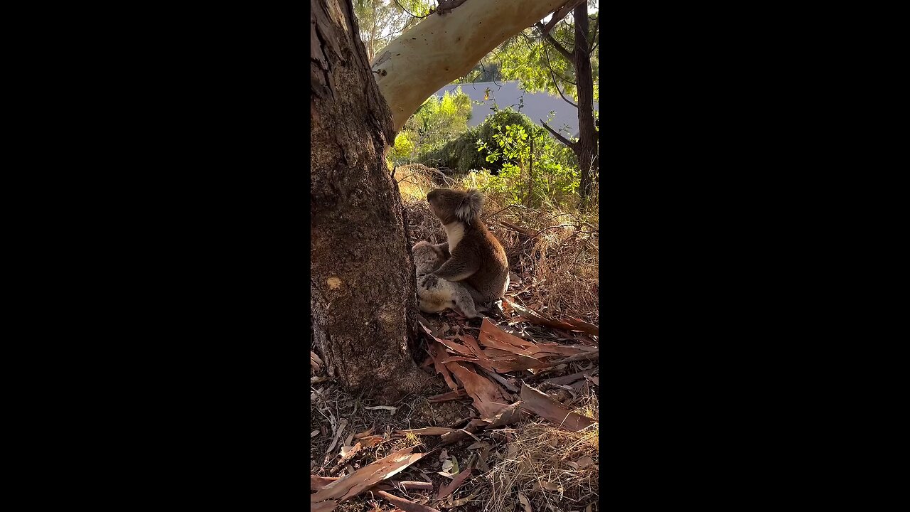 🐨 SAVING KOALAS FOR TOMORROW 🐨