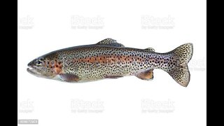 Rainbow Trout caught ice fishing