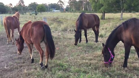 Tuppy, Ruby, Banjo and Paddy