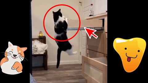 funny cat hanging on drawer cabinet 🤣🤣🤣. try not to laugh