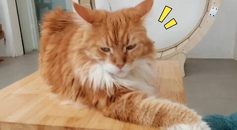 Funny Cat Compilation