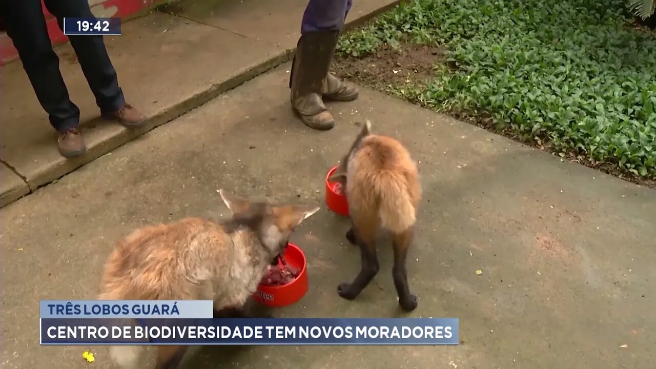 Três Lobos-Guará: Centro de Biodiversidade tem novos moradores