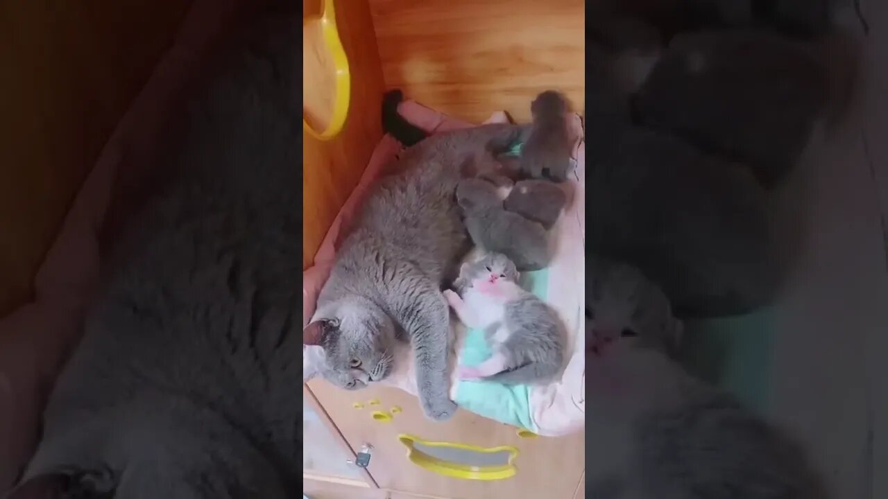 funny cat videos | cute cat videos| cute animals funny cats #shorts #shortsfunny #cutecat #funnycat