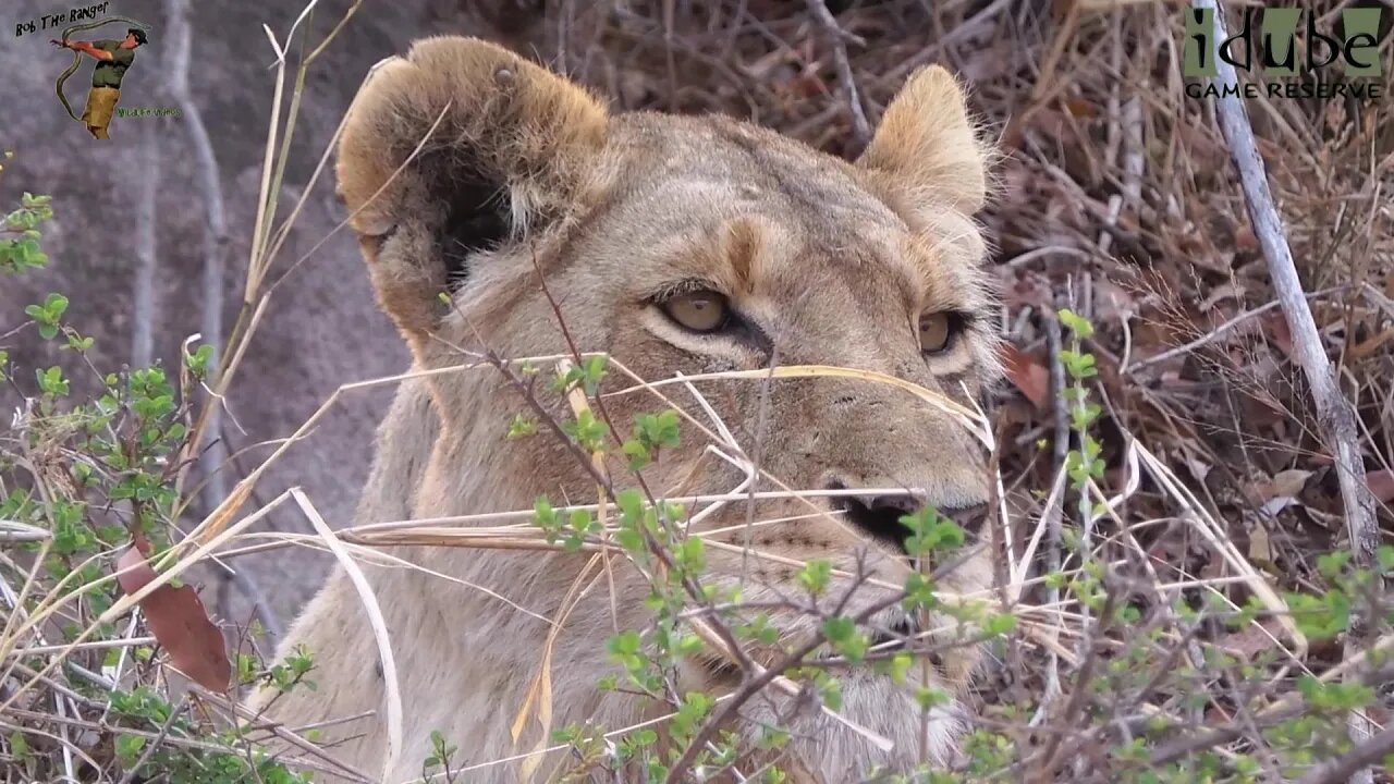 Daughters Of The Mapogo Lions - Rebuilding The Othawa Pride - 66: Only The Male Sub Adult Present