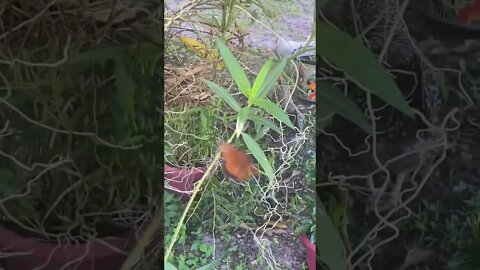 Backyard Butterfly Short