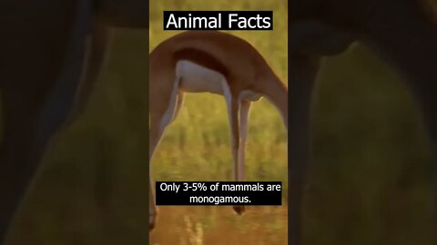 facts,amazing animals #shorts #psychology