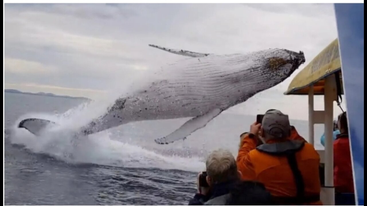 Whale jumps out of nowhere during sight seeing tour.