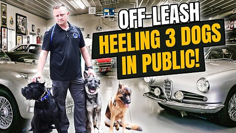 Off-Leash Heeling 3 LARGE Breed Dogs at a Car Show!