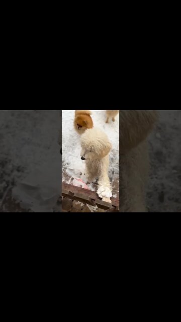 funny viral/ cute dog 🐕🐕🐕🐶🐶❤️🐈#short #funnyvideo #funnyviral
