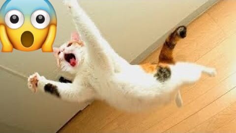 Funniest Cats And Dogs Videos-Best Funny Animal Videos2023#Funny Cats And Dogs#cats#dog#Funny