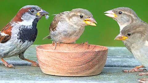 Another House Sparrow Breakfast Chattering, now with Reduced Traffic Noices