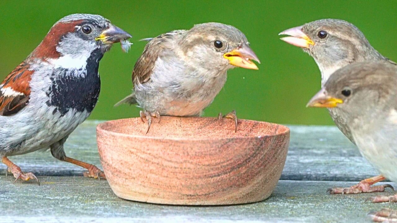 Another House Sparrow Breakfast Chattering, now with Reduced Traffic Noices