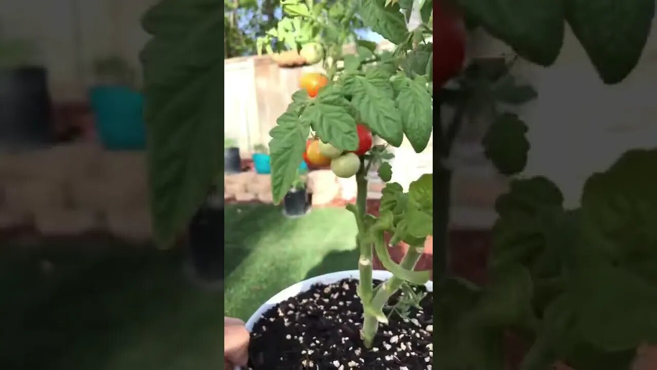 💫Maximum Yield Cherry 🍅Tomato Plants 🌱