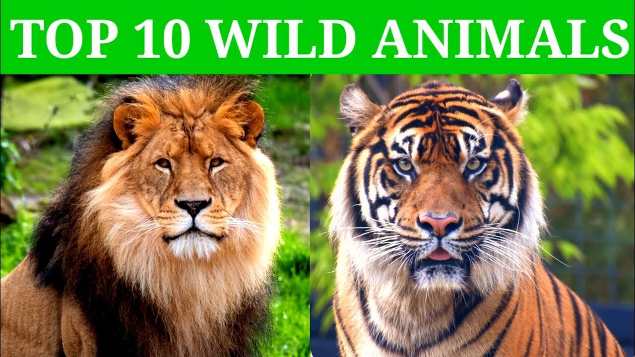 beautiful wild animals callection Lion|Tiger|Elephant|Fox