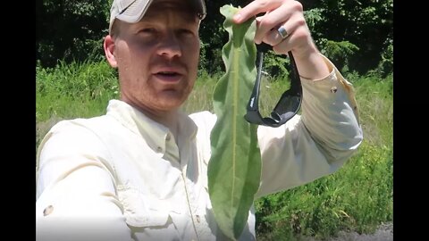 HUGE LAMB'S EAR PLANT