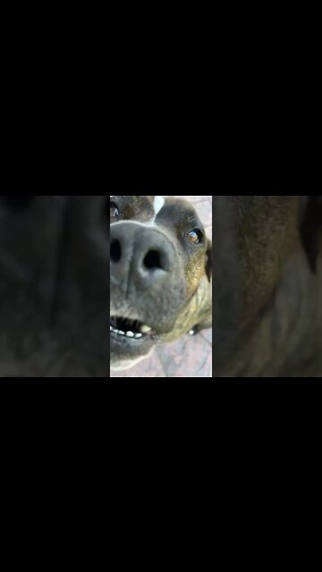 #shorts #2022 funny,prank,funjokes,dad jokes,funny memes,funny video,fun,laughing,funny animal,knock