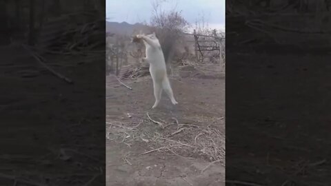 Nice Jump Cat funny Video shorts, cat funny Video clips #r150shorts #youtubeshorts #ytshorts #animal