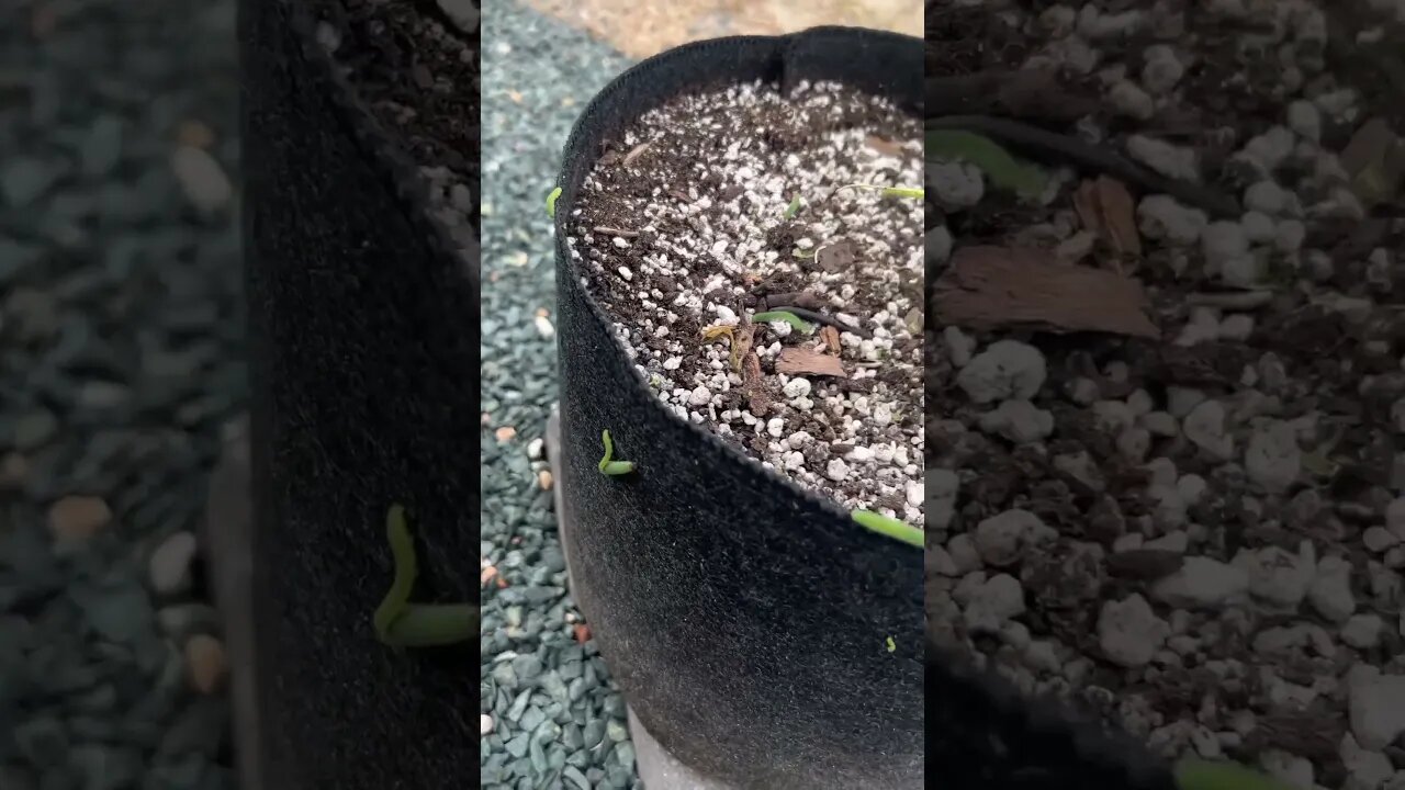 Cabbage worms eating kale in a grow bag down to stems #gardeningwithbarchuckin #shorts