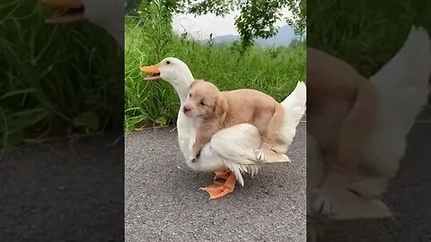 Puppy Laying on Duck . SO cute !!!! 😘😘😘 #ducks #dogs #viralshort #cutevideostatus