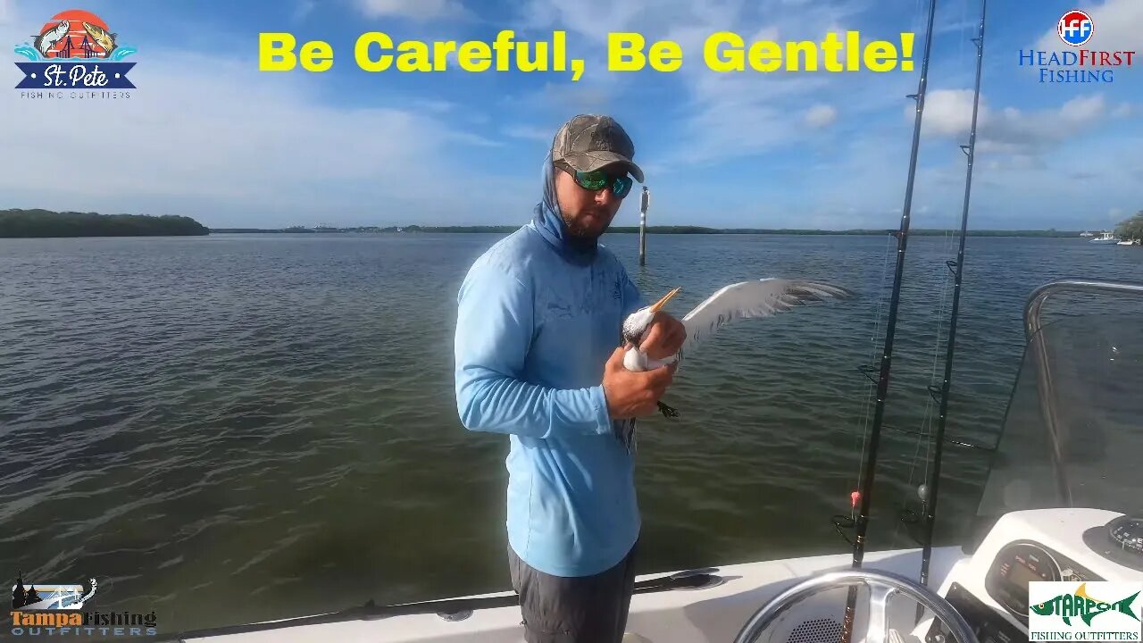 How to UNTANGLE and RELEASE a bird from a fishing line.